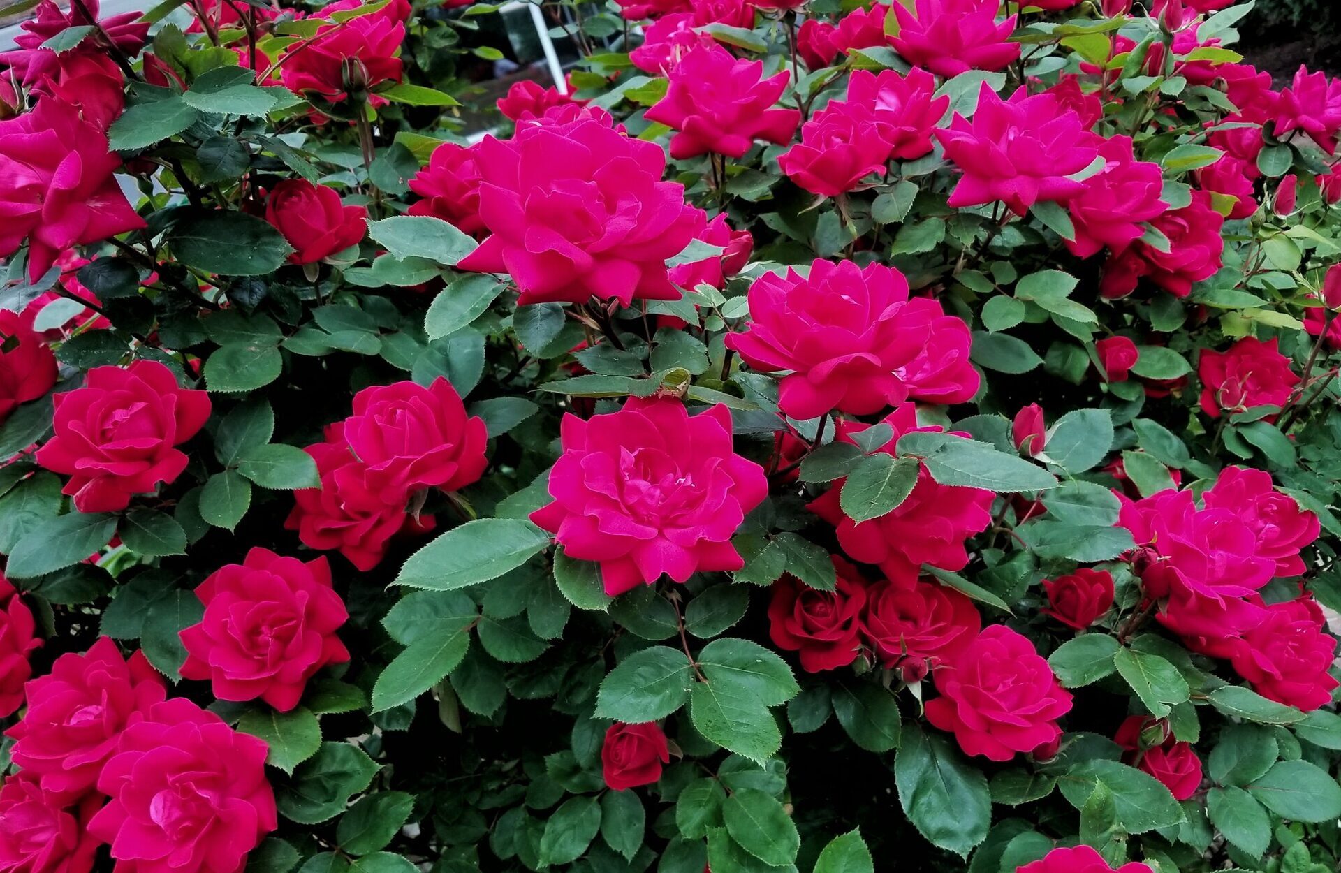 blooming flower bed maintenance North Texas - All Seasons Lawn Care